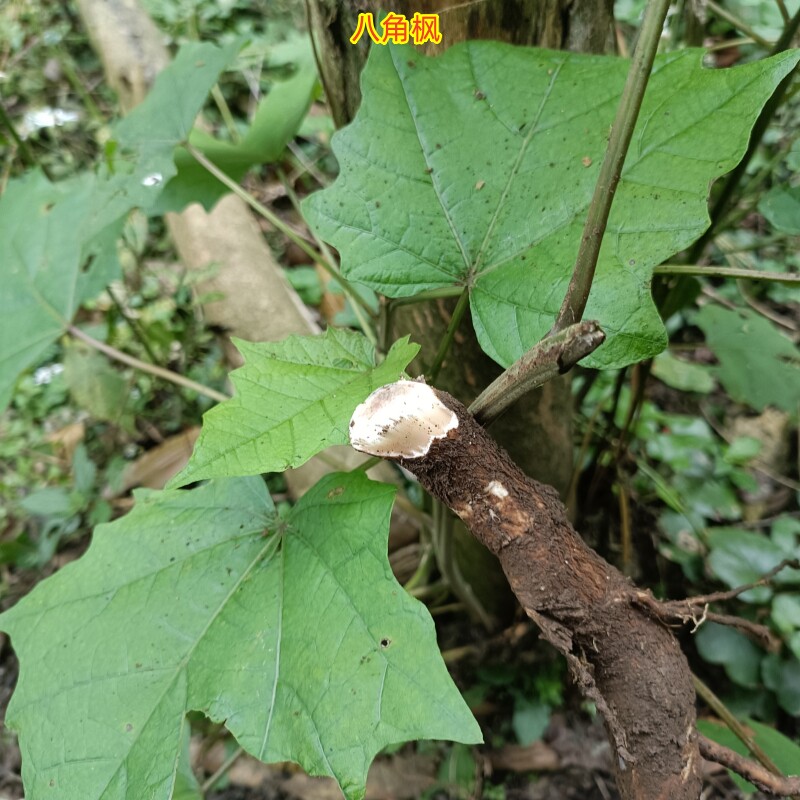 中药材八角枫根白龙须切片干货八角梧桐花冠木白金条生鲜侧根500g