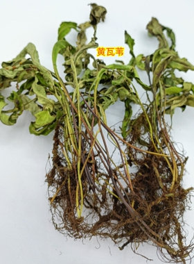 贵州中药材黄瓦韦瓦苇石茶金鸡尾大石韦七新剑 干全草 生鲜全草