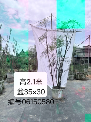 南天竹老桩爆根熟桩实物拍摄庭院造景家居绿植盆景四季常绿好养