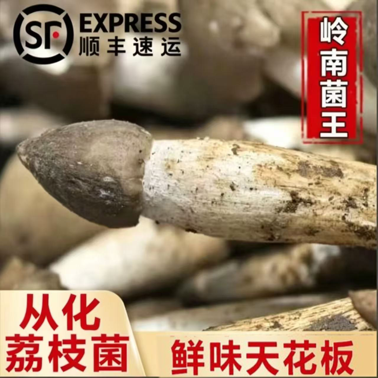 从化荔枝菌刚刚下山新鲜采摘