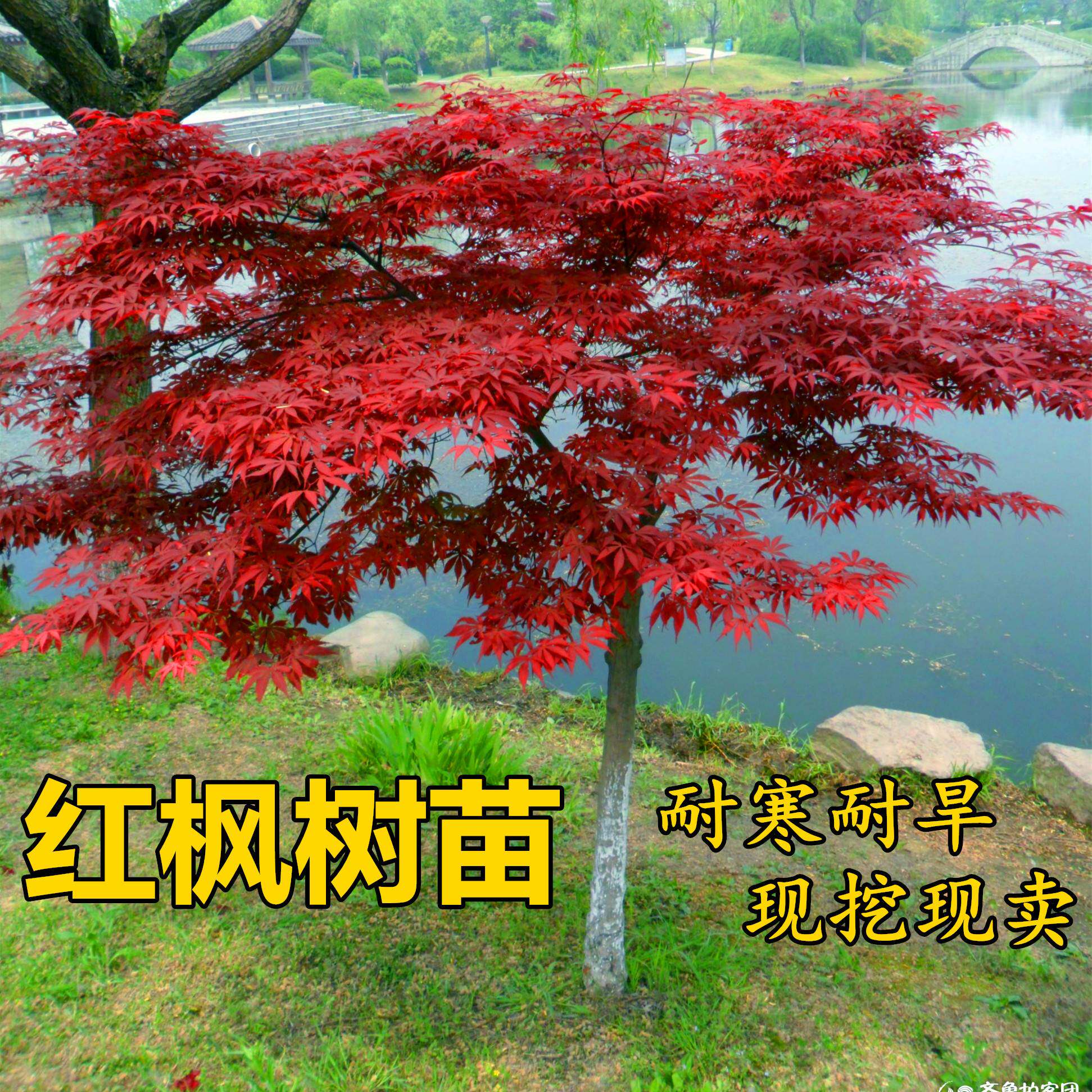 红枫树苗日本红枫红舞姬中国红枫庭院别墅道路绿化美国红四季盆栽_虎窝淘