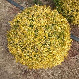 亮晶宝塔造型亮晶女贞球庭院别墅绿化耐寒植物四季常青花镜植物