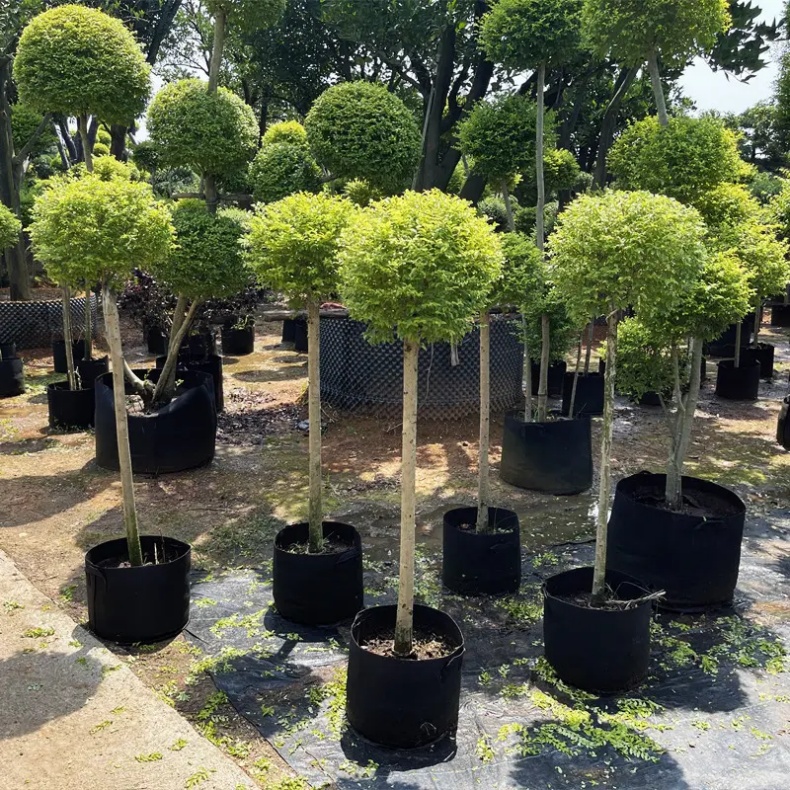 棒棒糖树苗花境亮金女贞庭院别墅