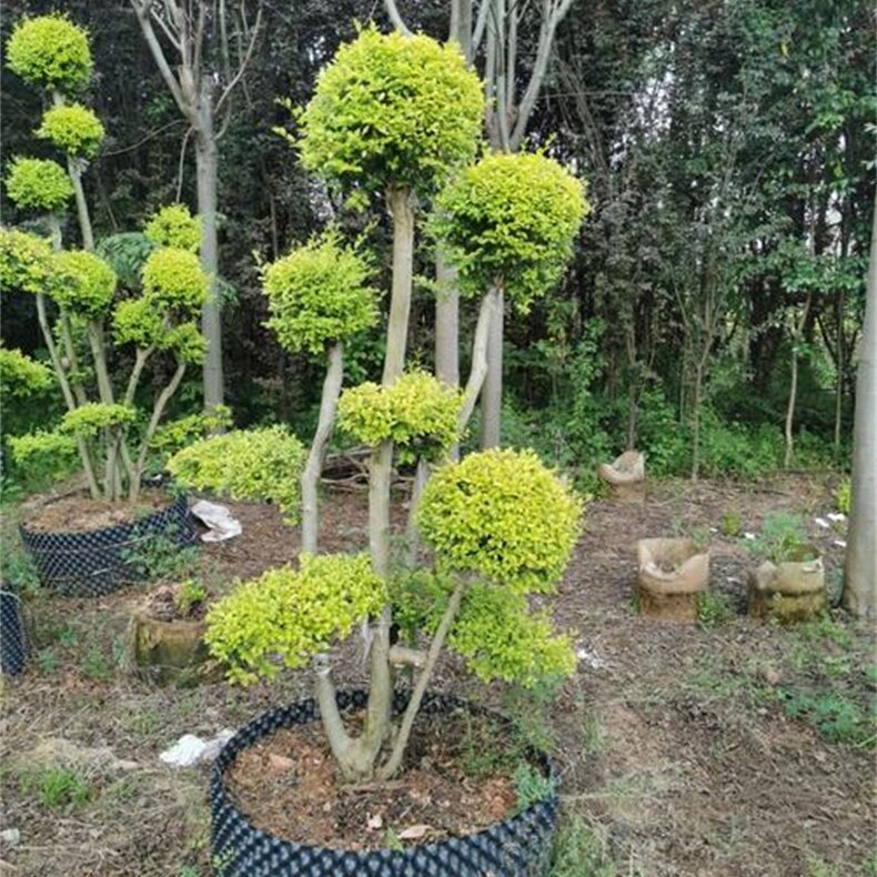 别墅庭院花镜景观树多头高杆亮晶女贞黄金枸骨紫薇一物一拍四季青