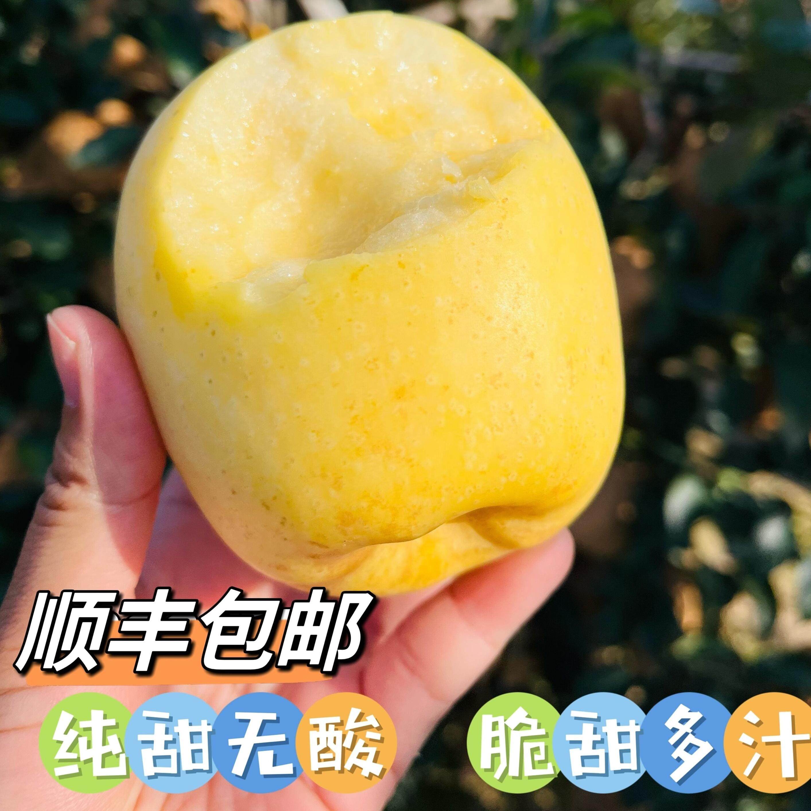 顺丰包邮山东威海维纳斯黄金苹果自家果园种植纯甜无酸香甜脆口,水产肉类/新鲜蔬果/熟食,苹果,淘宝优惠券,粉丝福利购,淘宝优惠卷