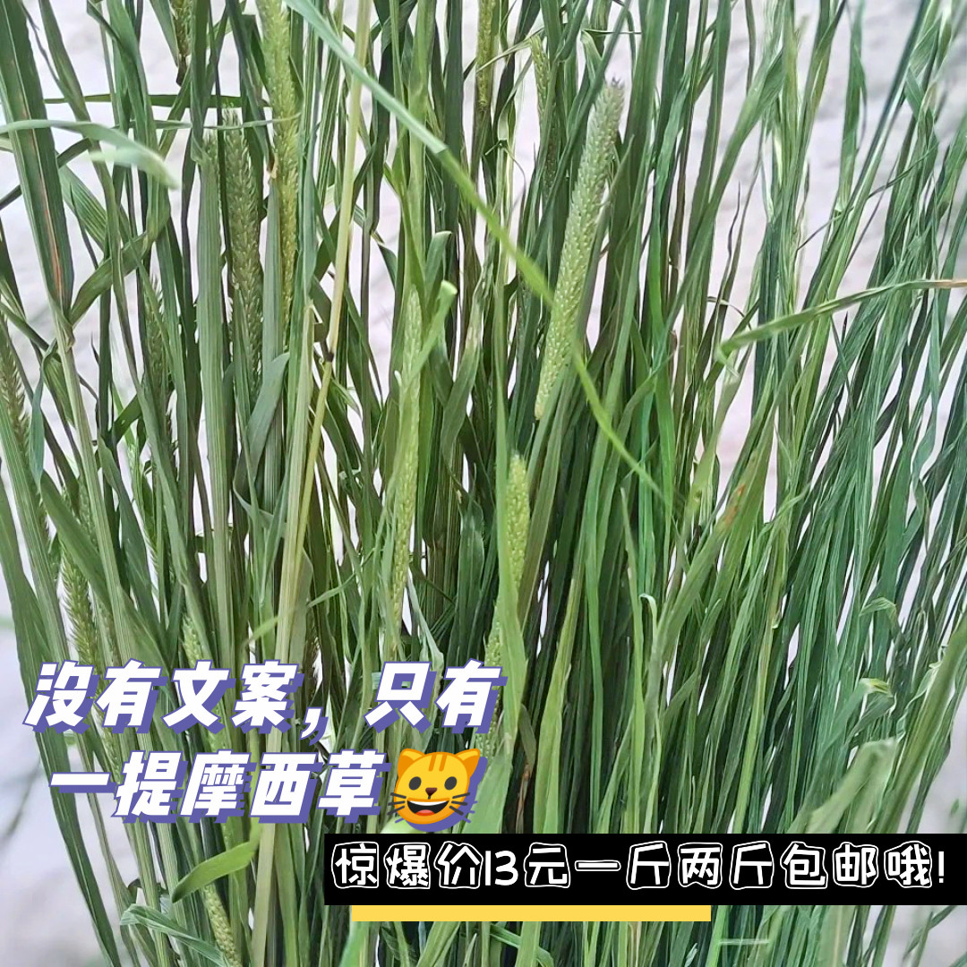 提摩西草有穗烘干颜色绿叶子多龙猫荷兰猪仓鼠龙猫主粮零食