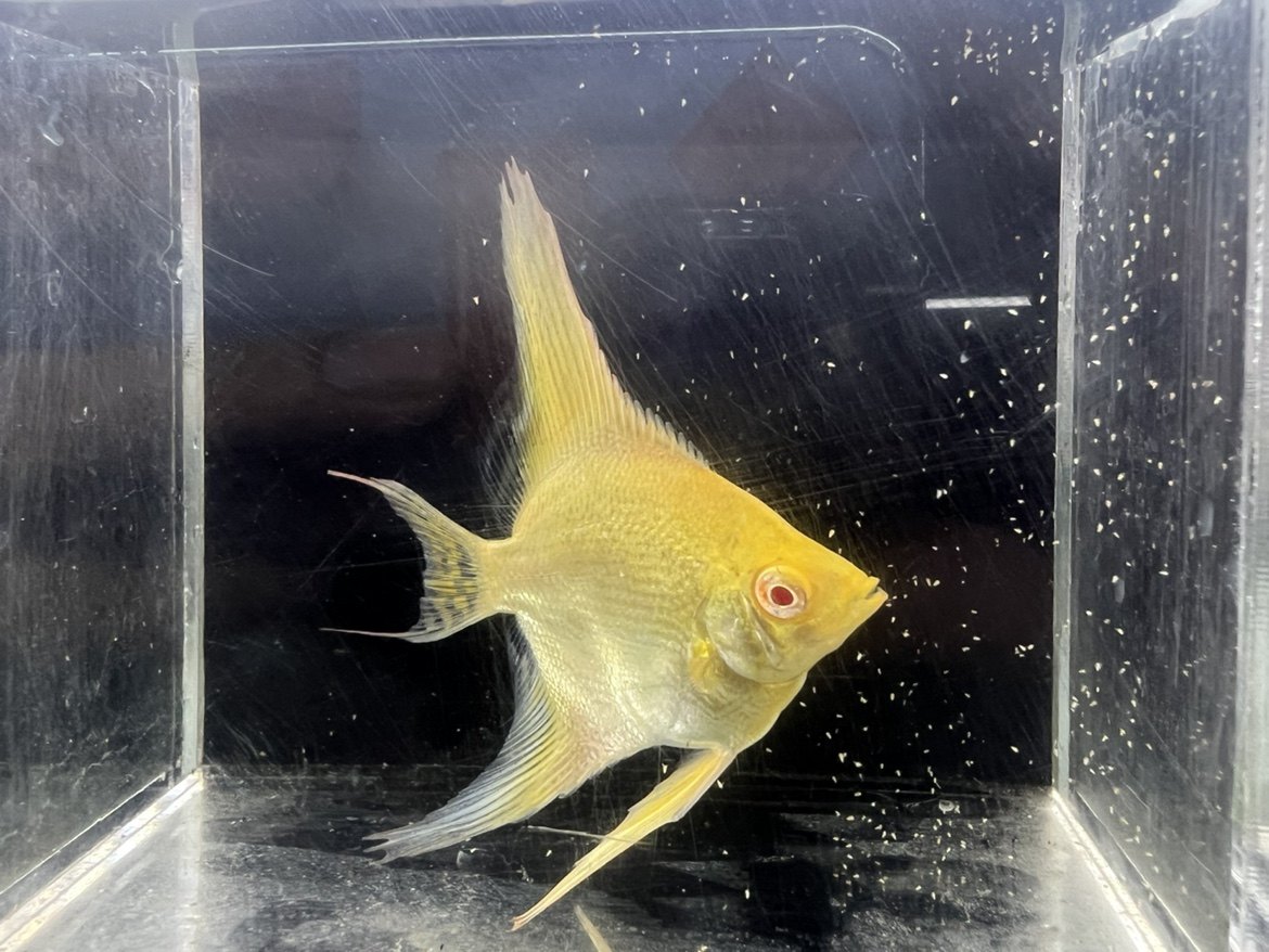 热带鱼观赏鱼短绮24k黄金甲神仙鱼红眼黄金甲燕鱼