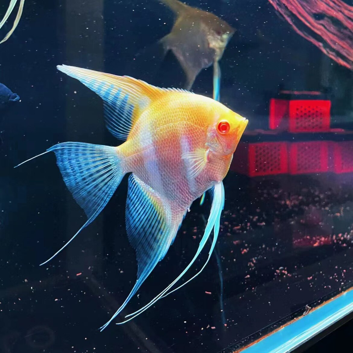 热带鱼观赏鱼小型活体淡水台系黄色黄蜻蜓短鳍短尾燕鱼