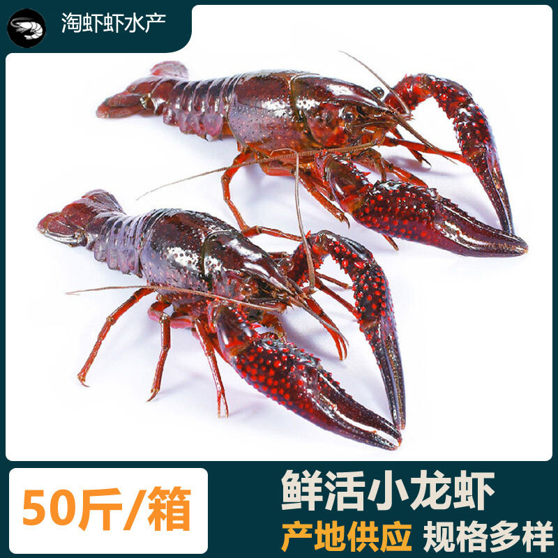 湖北潜江鲜活小龙虾(包直达运费)30斤起拍