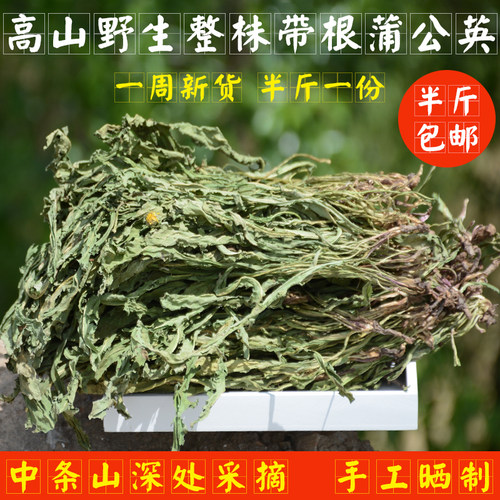 野生蒲公英自然晾晒整颗带根包邮