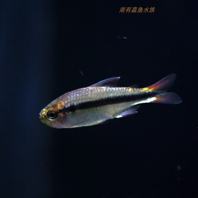 皇室青魔鬼灯鱼南美高端灯科群游鱼稀有七彩魔鬼灯观赏热带鱼活体
