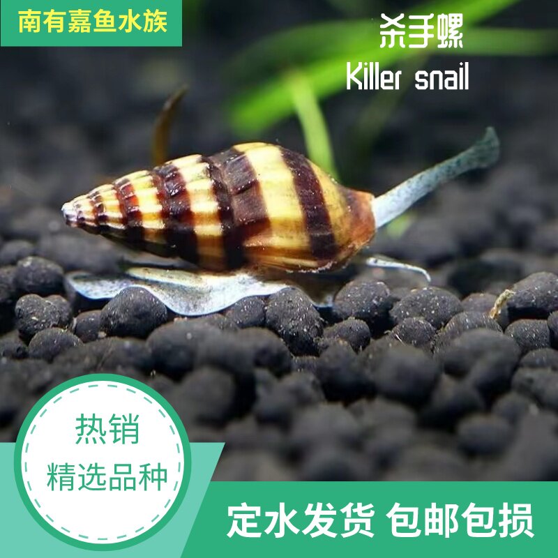 杀手螺鱼缸清洁螺工具螺黑金刚草缸除杂质吃蜗牛螺吃杂螺大黄蜂螺