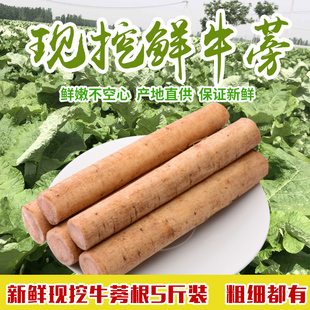 2025年安疗榨汁牛蒡人参鲜牛蒡根西洋参牛蒡根蔬菜养生牛蒡茶原料