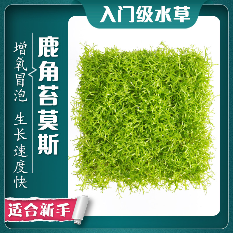 鱼缸造景鹿角苔莫斯水草增氧植物淡水冒泡慕斯片定植阴性前景草坪
