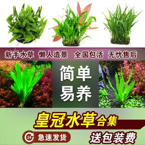 鱼草缸水草淡水价格 鱼草缸水草淡水图片 星期三 鱼草缸水草淡水价格 鱼草缸水草淡水图片 星期三