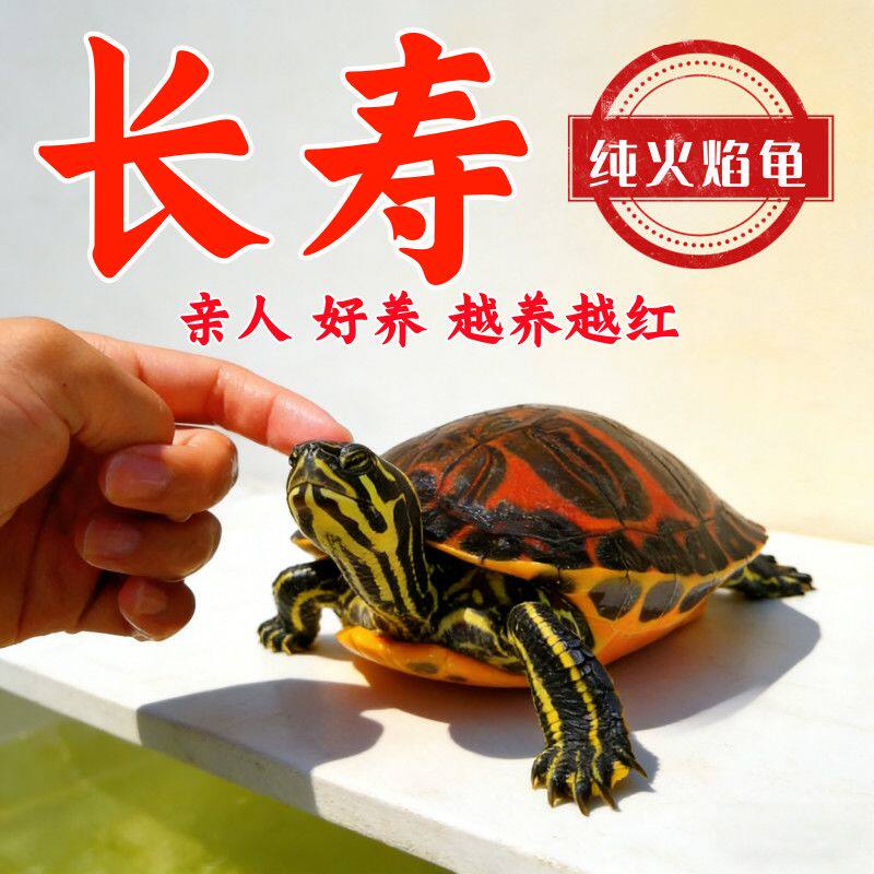 外塘火焰乌龟纯基因红腹观赏宠物龟深水火焰大乌龟纯种活物宠物龟