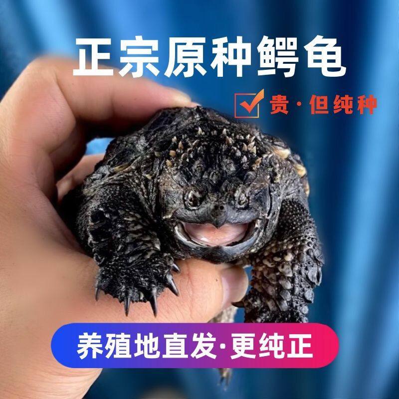 原种鳄龟爆刺鳄鱼龟幼苗北美杂佛鳄龟活物北美小鳄龟乌龟宠物