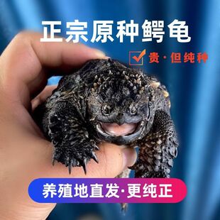 原种鳄龟爆刺鳄鱼龟幼苗北美杂佛鳄龟活物北美小鳄龟乌龟宠物