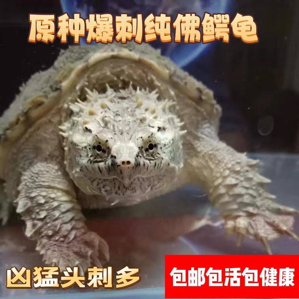 外塘血统鳄龟宠物龟霸气凶猛爆刺杂佛北美鳄龟观赏宠物食肉龟,宠物/宠物食品及用品,龟/鳖,淘宝优惠券,粉丝福利购,淘宝优惠卷