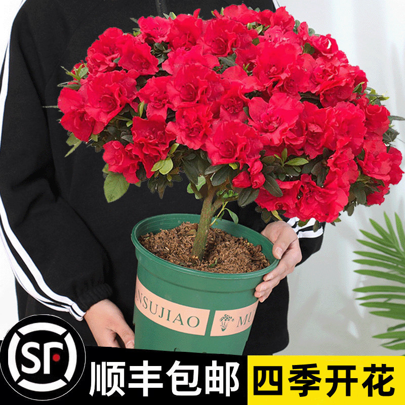 盆栽老桩大苗带花苞室内外四季开花好养活耐寒年宵绿植花卉