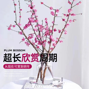 红梅水培植物干枝雪柳水养鲜花卉梅花鲜枝珍珠李室内客厅绿植盆栽