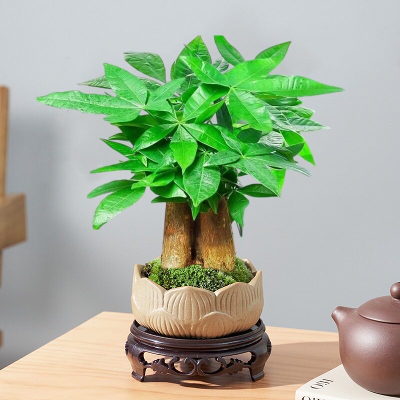 发财树小盆栽大金钱树招财植物室内客厅桌面盆景摆件四季好养花卉