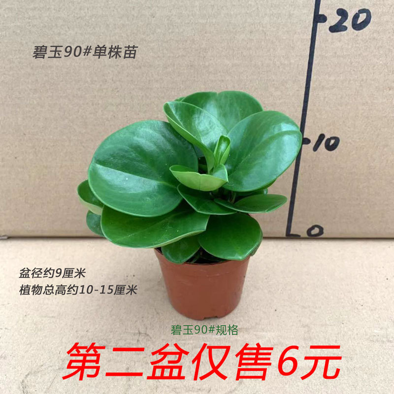 碧玉小盆栽青叶豆瓣绿室内桌面办图片
