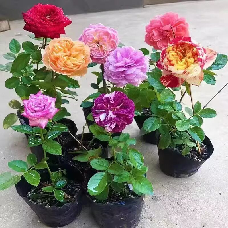 欧洲藤本月季花苗大苗浓香盆栽花卉庭院拱门循环开花植物爬藤月季