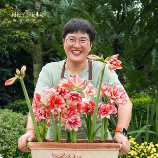 南非朱顶红阿弗雷进口种球鬼魅滑稽演员花卉植物室内花