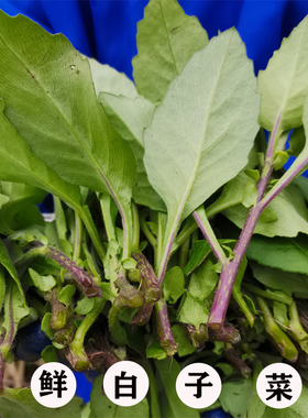 新鲜现采白子菜接骨丹白子草 菊三 白背菜明月500克包邮