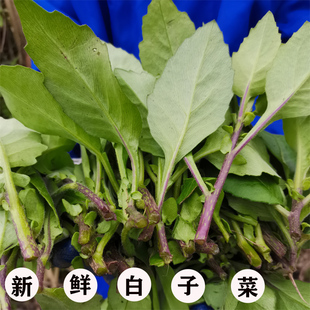 新鲜现采白子菜接骨丹白子草 菊三 白背菜明月500克包邮