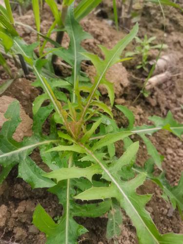 广西新鲜现采白龙头中药材山莴苣翅果菊山马草全草野苦500克包邮
