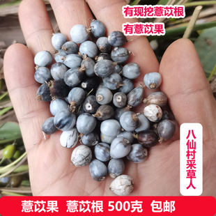 现挖薏苡根 果新鲜尿珠子根薏米根草珠子根六谷迷五谷根 500克