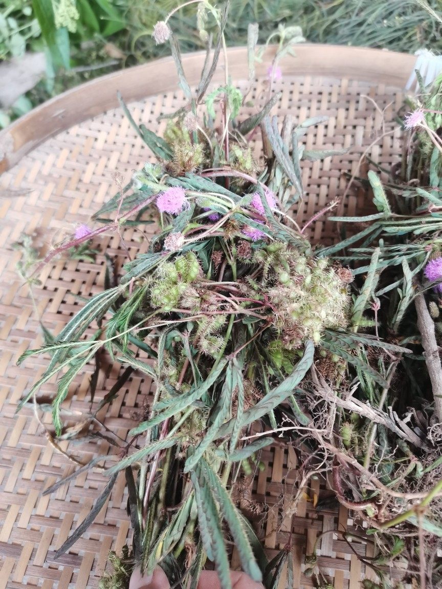 现采新鲜含羞草新鲜全草红茎怕羞草中草药感应草500克包邮