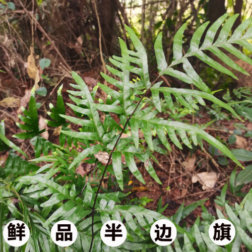 广西新鲜现采半边旗中草药