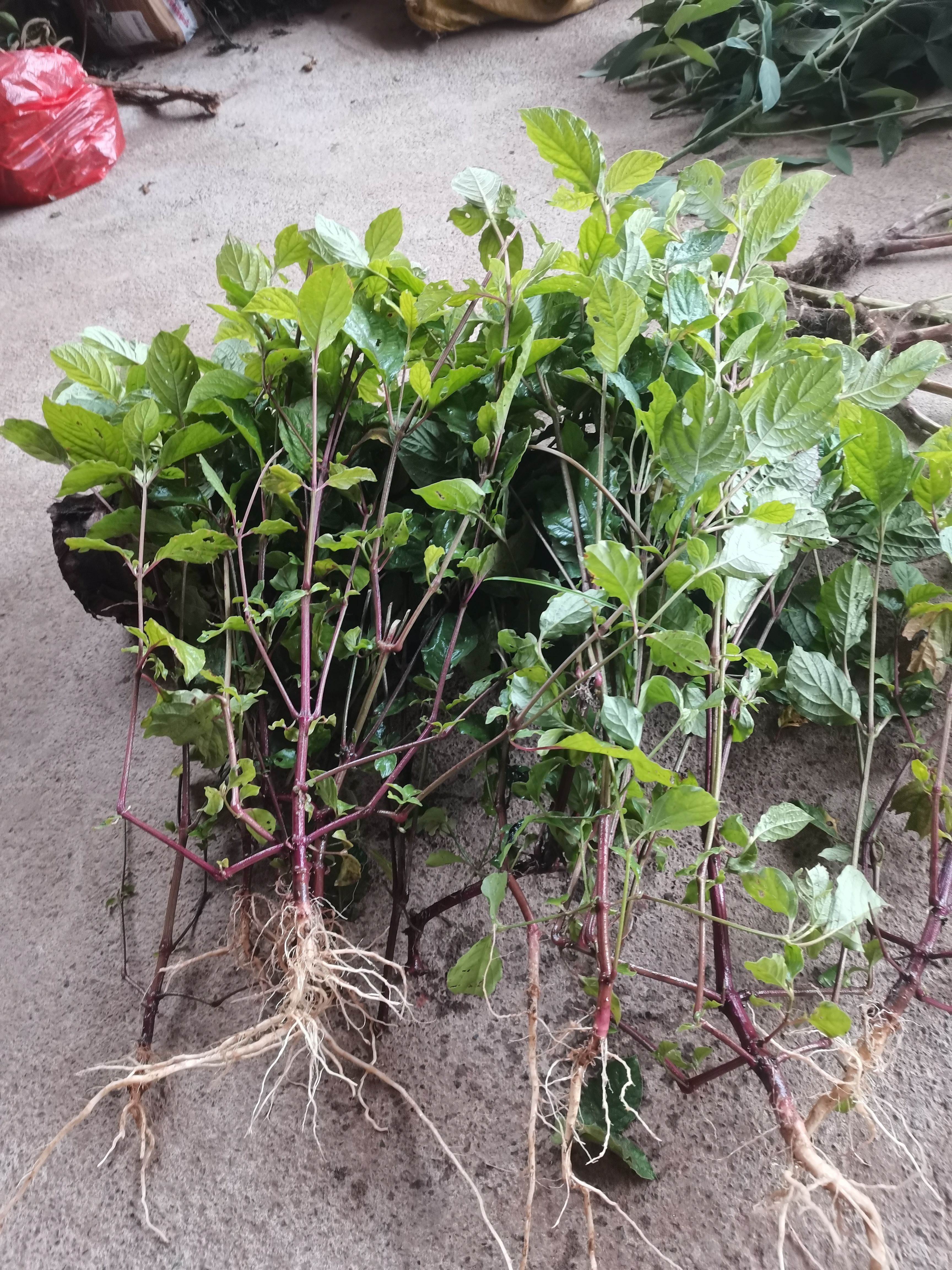 2斤装广西新鲜现挖土牛七全草倒钩草根倒扣草土牛漆全草包邮