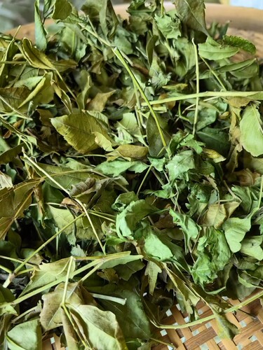 500克新晒苦楝树叶干品苦练树皮苦楝树皮外用熬水苦练树包邮