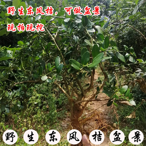 野生广西新鲜中草药材包邮