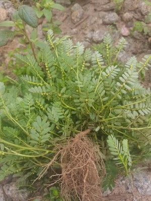 新鲜现采叶下珠珍珠草鲜品整棵 龙珠草珠仔草 新鲜假油甘500包邮