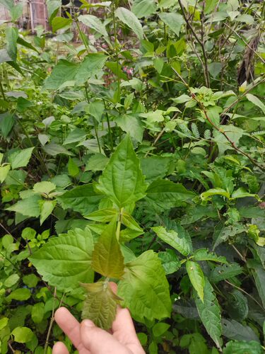 广西飞机草 现采新鲜香泽兰 民国草鲜品全草中草药材 500克