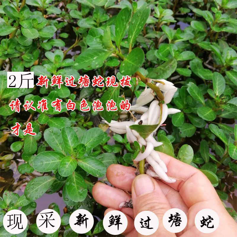 1000克 广西新鲜黄花过塘蛇黄花水龙过江龙过沟龙过江藤现采两斤