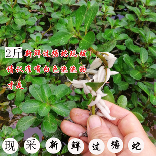 1000克 广西新鲜黄花过塘蛇黄花水龙过江龙过沟龙过江藤现采两斤