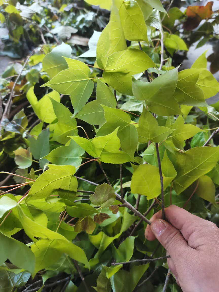 广西三角枫中草药黑色糯米饭材料枫树叶青枫叶孕妇月子洗澡500克