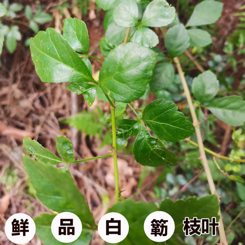 新鲜白簕枝梗白刺三叶五加