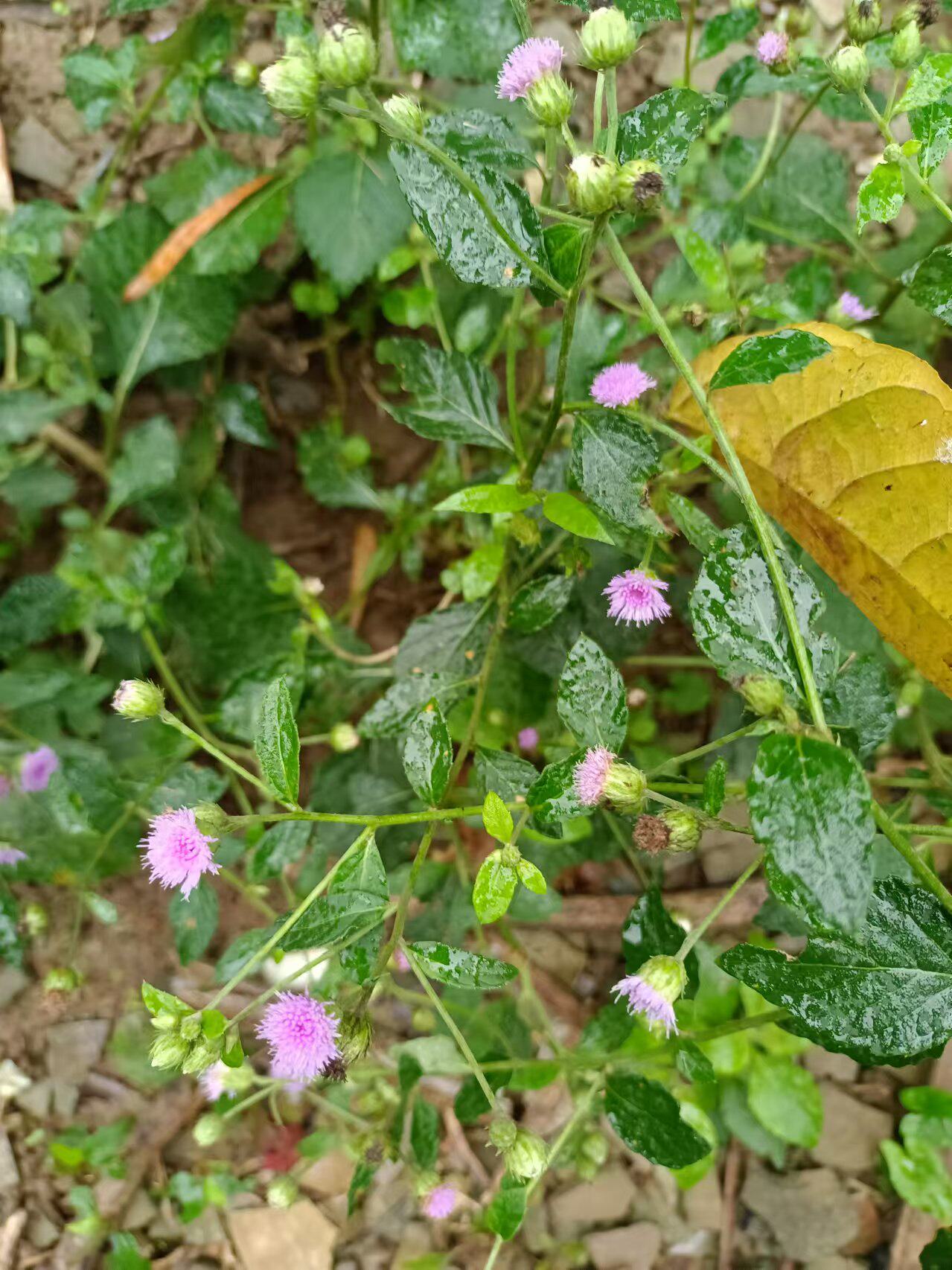 新鲜咸虾花 野生红花狗仔花狗仔草鲫鱼草狗崽花中草药材500克包邮