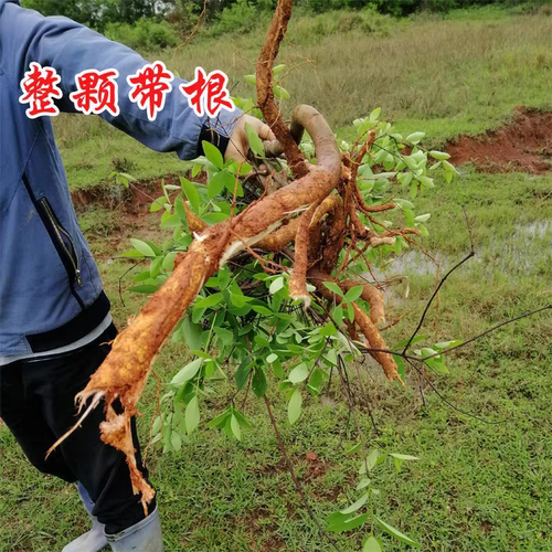 包邮新鲜现采草药野生皮根了哥王