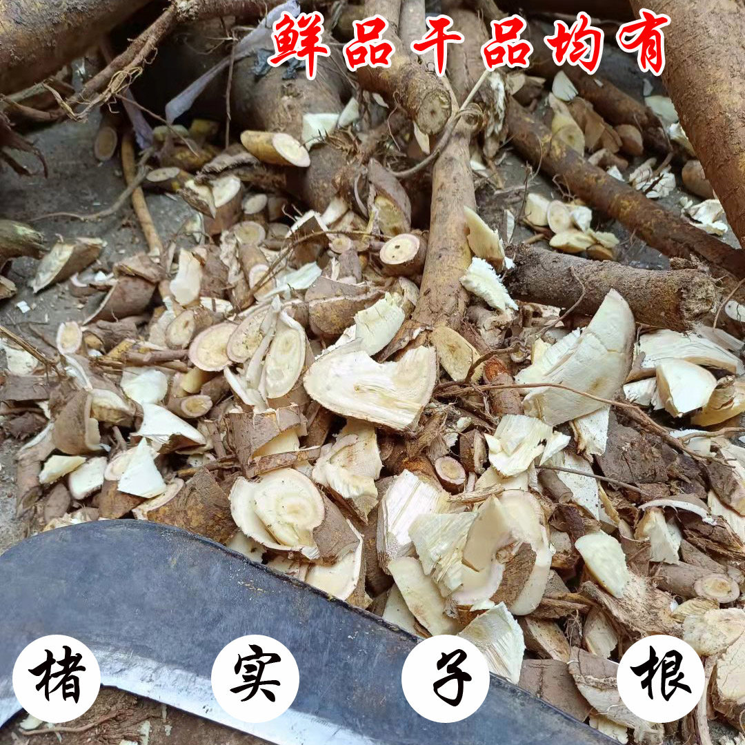 广西农家新晒构树叶根干品 构乳树汁液楮实子纯根谷木树500克