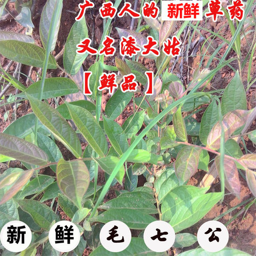广西算盘子中草药包邮