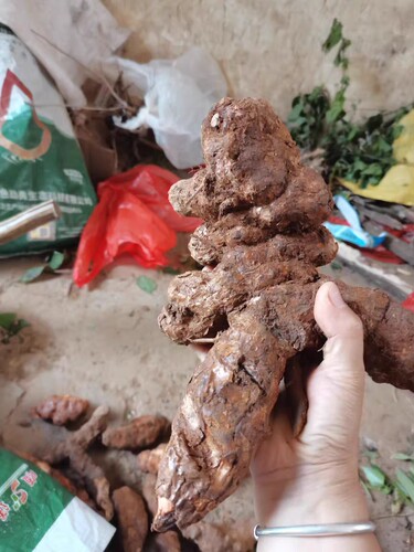深山土茯苓农家煲汤食材滋补营养