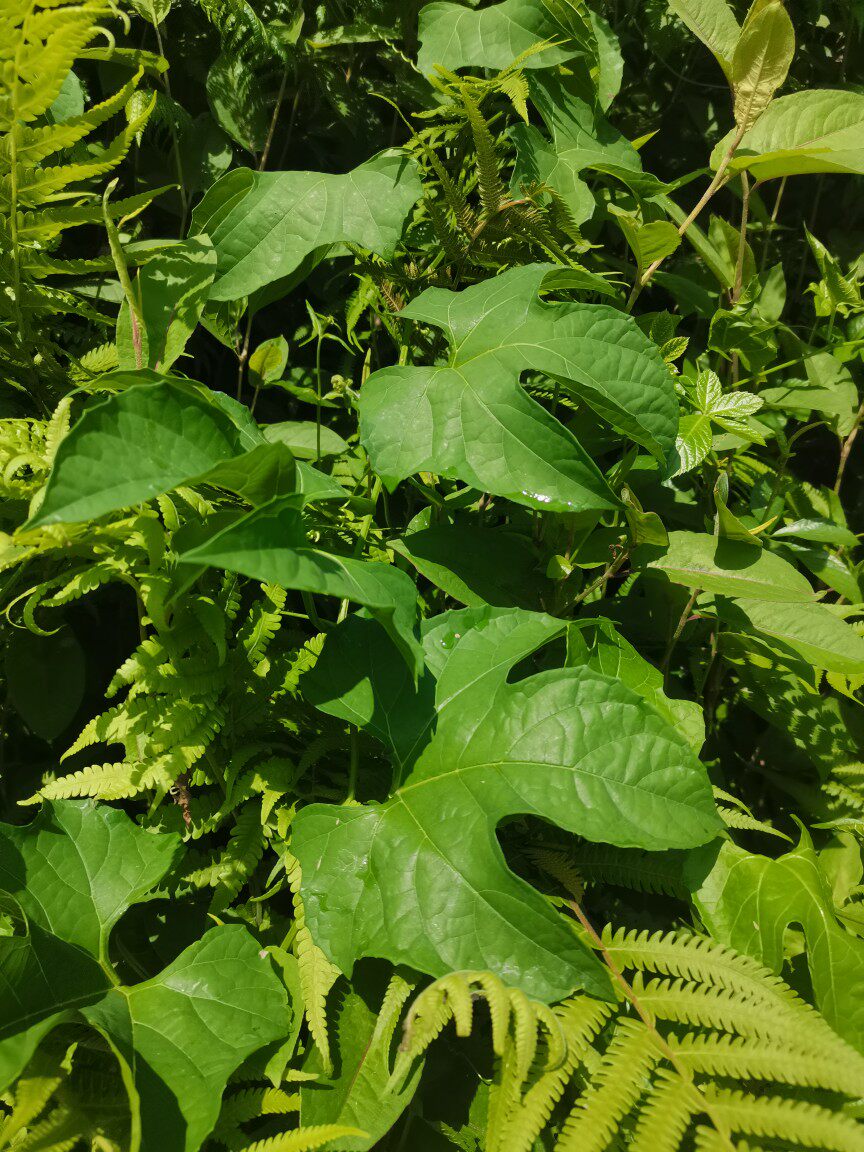 广西木鳖藤叶新鲜现摘木鳖藤甜葫芦漏苓子番茄红素新鲜藤叶包邮